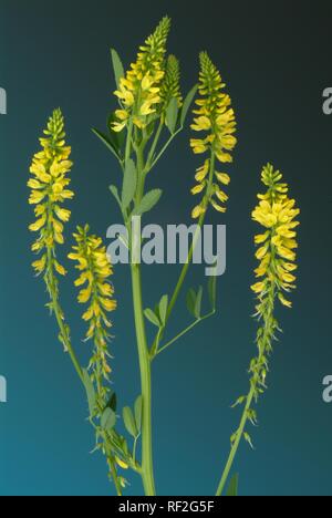Gelbe Steinklee oder Gelb Honigklee (Melilotus officinalis), Heilpflanzen Stockfoto