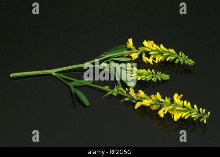 Gelbe Steinklee oder Gelb Honigklee (Melilotus officinalis), Heilpflanzen Stockfoto