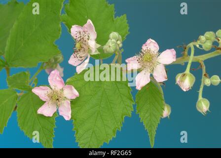 Heidelbeeren, Heidelbeere (Vaccinium myrtillus), Blüten, Heilpflanzen Stockfoto
