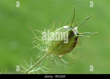 Schwarzer Kümmel oder Fenchel Blume oder römischen Koriander (Nigella sativa) Boll, Gewürz, Heilpflanzen Stockfoto