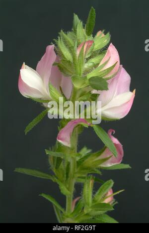 Stachelige Restharrow (Ononis spinosa), Heilpflanzen Stockfoto