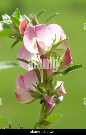 Stachelige Restharrow (Ononis spinosa), Heilpflanzen Stockfoto