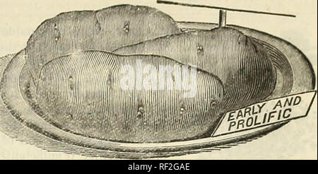 . Katalog für 1892. Baumschulen (Gartenbau) Kansas Kataloge; Gemüse Samen Kataloge; Gartengeräte und Zubehör Kataloge; Blumen Samen Kataloge. FLELtD und landwirtschaftliches Saatgut. 21 WAHL PFLANZKARTOFFELN. Unsere Kartoffeln sind alle sorgfältig ausgewählt, um jede Sorte rein und wahr zu Namen haben. Pflanzkartoffeln nicht bei kaltem Wetter geliefert werden. Alle Bestellungen, bevor Sie sie sicher zu versenden, werden umgehend quittiert und die Kartoffeln weitergeleitet, sobald das Wetter es erlaubt. Immer die Frage, ob sie sie haben wollen von Fracht oder Express. Frühe Ohio. • 81 T Dieser Katalog ist Earl gedruckt Stockfoto