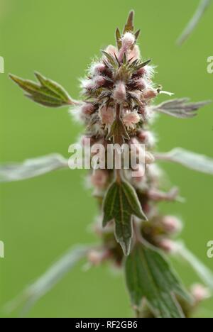 Motherwort (leonurus Cardiaca), Heilpflanzen Stockfoto