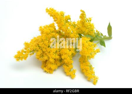 Kanada Goldrute (Solidago canadensis), Heilpflanzen Stockfoto