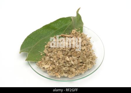 Königskerze (molène), Tee, Heilpflanzen Stockfoto