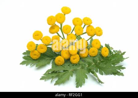 Tansies (Tanecetum vulgare), Heilpflanzen Stockfoto