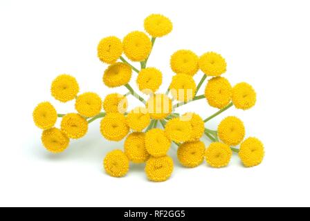 Tansies (Tanecetum vulgare), Heilpflanzen Stockfoto