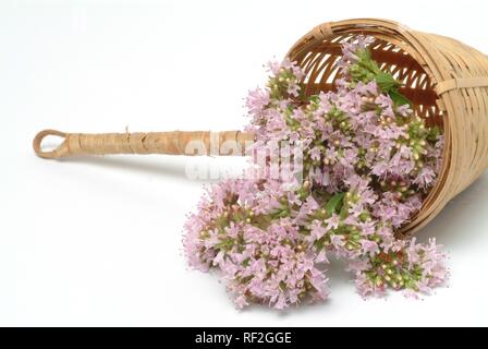 Oregano oder Topf Majoran (Origanum vulgare), Heilpflanze, Spice Stockfoto