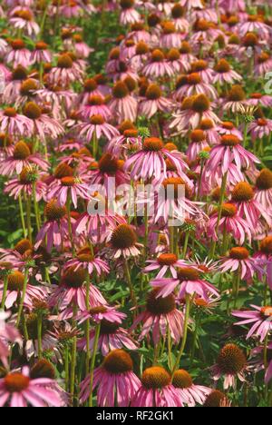 Bereich der Östlichen Lila Coneflowers (Echinacea purpurea), medizinischer Ebene Stockfoto