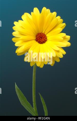 Pot marigold oder Englisch Ringelblume (Calendula officinalis) Blume, Heilpflanzen Stockfoto