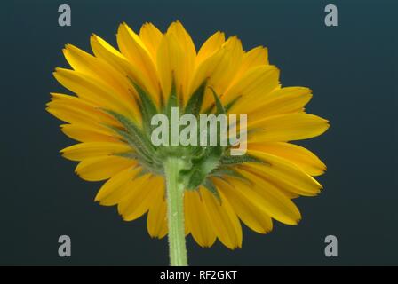 Pot marigold oder Englisch Ringelblume (Calendula officinalis) Blume, Heilpflanzen Stockfoto