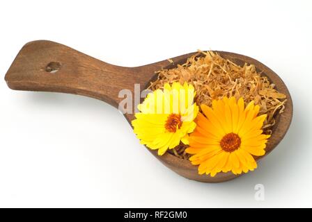 Frische und getrocknete Pot marigold oder Englisch Ringelblume (Calendula officinalis) Blüten, Heilpflanzen Stockfoto