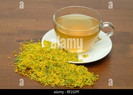 Oder Woundwort Goldrute (Solidago virgaurea), Kräutertee Stockfoto