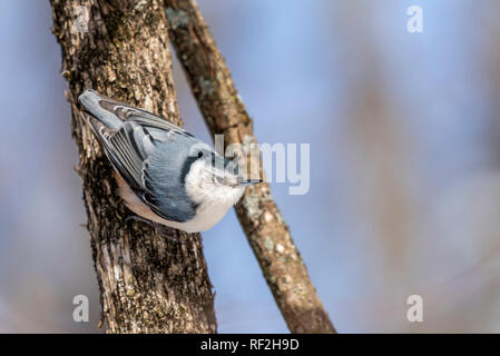 Weiße Breasted Kleiber Abstieg Baum im Winter. Stockfoto