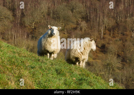 Welsh Mountain Schafe auf einer Hochebene Hill in der Nähe von Llangollen eine robuste Rasse an die rauen Hügel und Berge von Wales geeignet, in der Regel im Freien gehalten Stockfoto