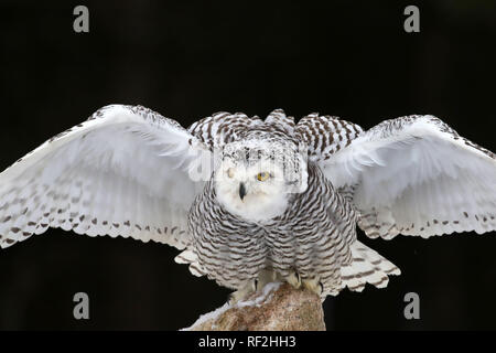 Schneeball-Eule, die den Pfosten abnimmt Stockfoto