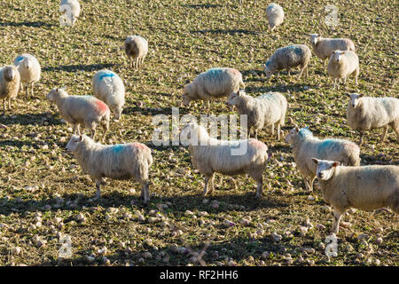 Eine Herde Schafe auf Stoppeln Rüben eine häufig verwendete Winter feed Wenn Qualität Gras ist knapp Stockfoto