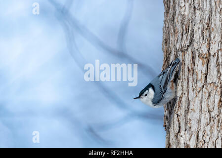 Weiße Breasted Kleiber Abstieg Baum im Winter. Stockfoto