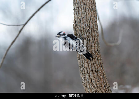 Männliche Downy Woodpecker (Dryobates pubescens) auf Baum im Winter. Stockfoto