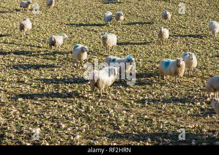 Eine Herde Schafe auf Stoppeln Rüben eine häufig verwendete Winter feed Wenn Qualität Gras ist knapp Stockfoto