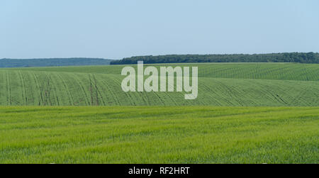 Podolien anbrachte Region der Ukraine, Frühling Landschaft. Grünes Weizenfeld Stockfoto