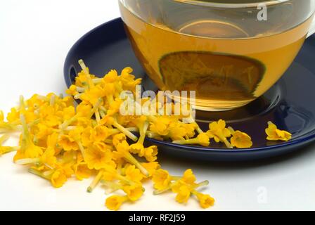 Schlüsselblume (Primula Veris, Primula officinalis), Kräutertee, Arzneimittel, Kaffee Stockfoto