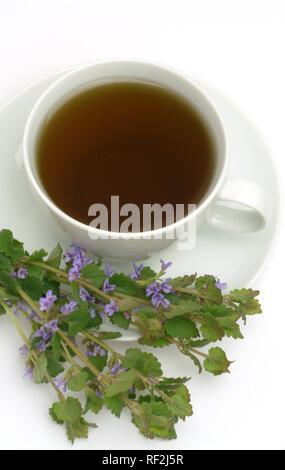 Boden Efeu, Creeping Charlie oder schleichende Charley (Glechoma hederacea), Kräutertee, Arzneimittel, Kaffee Stockfoto