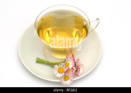 Gemeinsame Daisy oder Rasen Gänseblümchen (Bellis perennis), Kräutertee, Arzneimittel, Kaffee Stockfoto