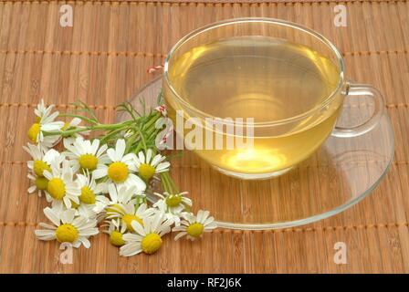 Deutsch oder wilde Kamille (Chamomilla Recutita, Matricaria recutita), Kräutertee Stockfoto