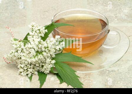 Baldrian (Valeriana officinalis), Kräutertee, beruhigenden Tee Stockfoto