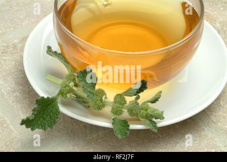 Weiß oder gemeinsamen Horehound (Marrubium vulgare), Kräutertee, Arzneimittel, Kaffee Stockfoto