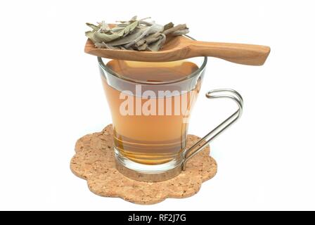 Gemeinsame Salbei (Salvia officinalis), Kräutertee, Arzneimittel, Kaffee Stockfoto