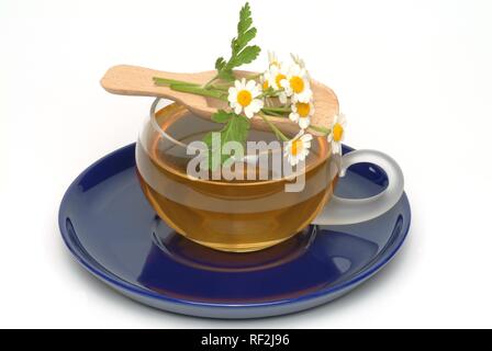 Mutterkraut (Chrysanthemum parthenium, Tanacetum parthenium), Kräutertee, Arzneimittel, Kaffee Stockfoto