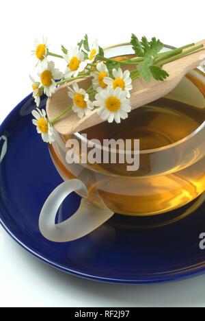 Mutterkraut (Chrysanthemum parthenium, Tanacetum parthenium), Kräutertee, Arzneimittel, Kaffee Stockfoto