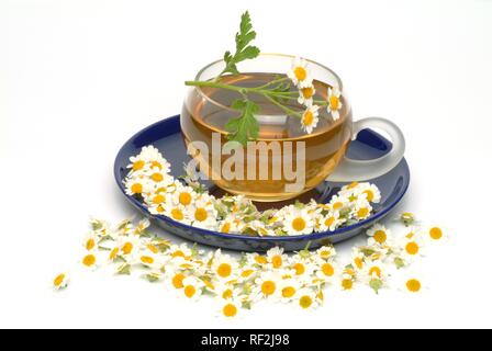 Mutterkraut (Chrysanthemum parthenium, Tanacetum parthenium), Kräutertee, Arzneimittel, Kaffee Stockfoto