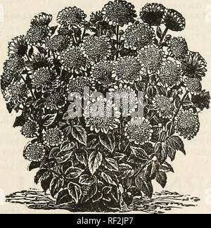 . Katalog 1892: Getestete Samen. Samen Samen Kataloge Kataloge; Gemüse; Blumen Samen Samen Kataloge Kataloge; Obst; Baumschulen (Gartenbau) Kataloge. Pflanzen ANO BOLBS 11 winterharte Stauden. Diese sind nun mehr Aufmerksamkeit, als sie seit vielen Jahren; ihre Kultur ist immer sehr beliebt, wie es sollte. Sie sind unverzichtbar für jeden Garten, wie sie unter den schönsten Juwelen der Natur sind. Versand hy nur Express. Diese Liste umfasst die meisten bemerkenswert. HARDY ASTERN. Eine schöne, hardy Klasse von Pflanzen, der einfach Kultur. Sie blühen im Spätsommer und Herbst in der Gre Stockfoto