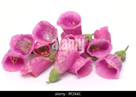 Purple Fingerhut oder Lady's Glove (Digitalis purpurea), Heilpflanzen Stockfoto