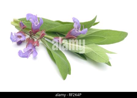 Gemeinsame Salbei (Salvia officinalis), Heilpflanze, Kräuter Stockfoto