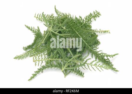 Gemeinsame Schafgarbe (Achillea millefolium), Heilpflanzen Stockfoto