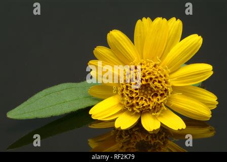 Wolf's Bane, Leopards Bane oder Arnika (Arnica montana) Stockfoto