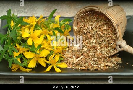 Johanniskraut (Hypericum perforatum), getrocknete und frische Blüten, Heilpflanze, Kräuter Stockfoto