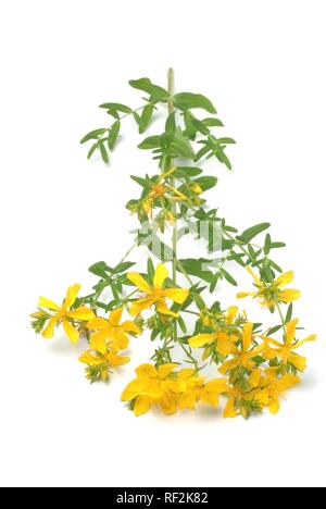 Johanniskraut (Hypericum perforatum), Heilpflanze, Kräuter Stockfoto