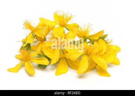 Johanniskraut (Hypericum perforatum), Heilpflanze, Kräuter Stockfoto