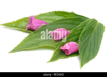 Purple Fingerhut oder Lady's Glove (Digitalis purpurea), Heilpflanzen Stockfoto