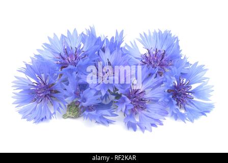 Kornblume oder Bluebottle (Centaurea cyanus), Heilpflanzen Stockfoto