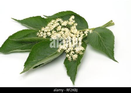 Schwarzer Holunder, Europäischen Holunder (Sambucus nigra), Heilpflanzen Stockfoto