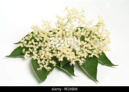 Schwarzer Holunder, Europäischen Holunder (Sambucus nigra), Heilpflanzen Stockfoto