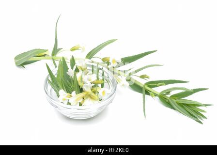 Hedge Ysop (Gratiola officinalis), Heilpflanzen Stockfoto