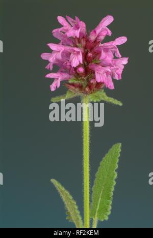 Lila Betony, Holz Betony oder Bishop's Johanniskraut (Stachys officinalis, Betonica officinalis), Heilpflanzen Stockfoto